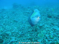 Titan Triggerfish by Hansruedi Wuersten 